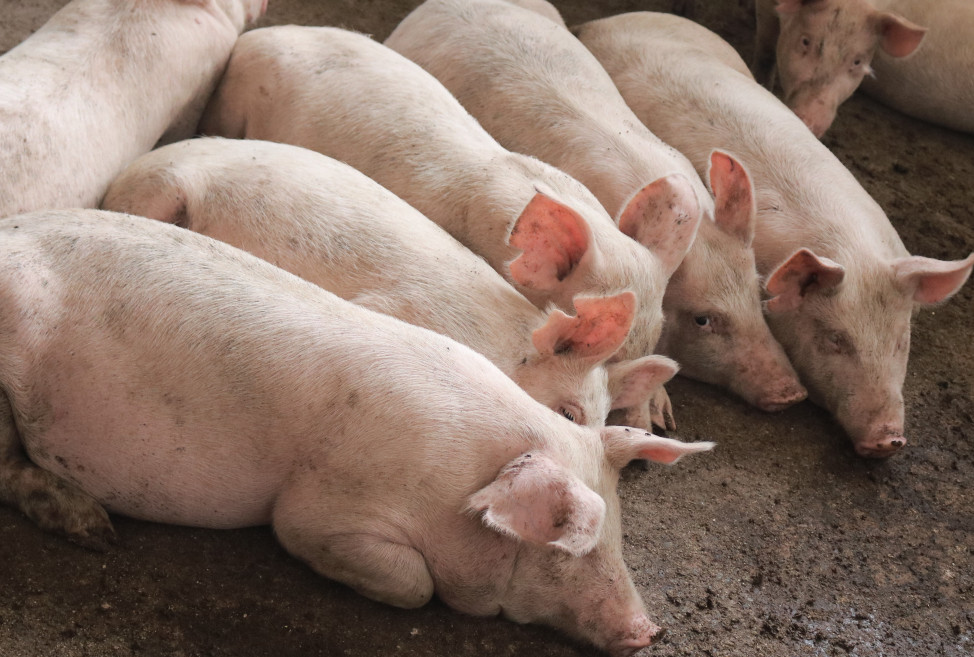 Qamata / Bilatye piggery