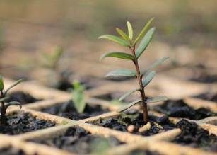 VUSISIZWE TREE NURSERY PROJECT