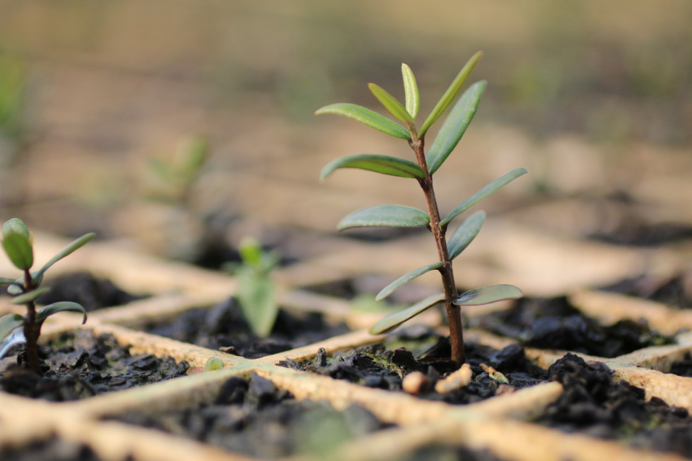 VUSISIZWE TREE NURSERY PROJECT