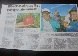 Mitrock celebrates first pomegranate harvest