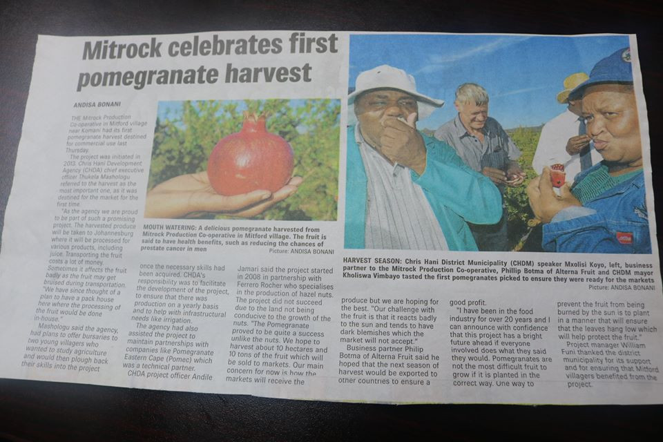 Mitrock celebrates first pomegranate harvest